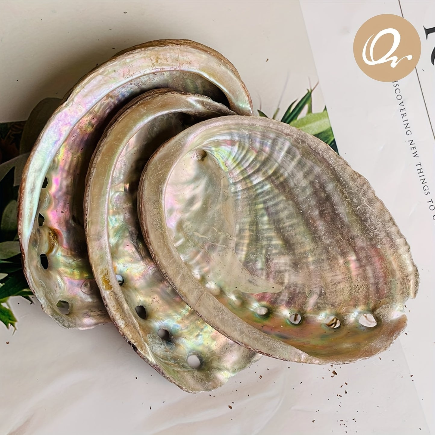 Schelpen voor het branden van kruiden, wierook of salie