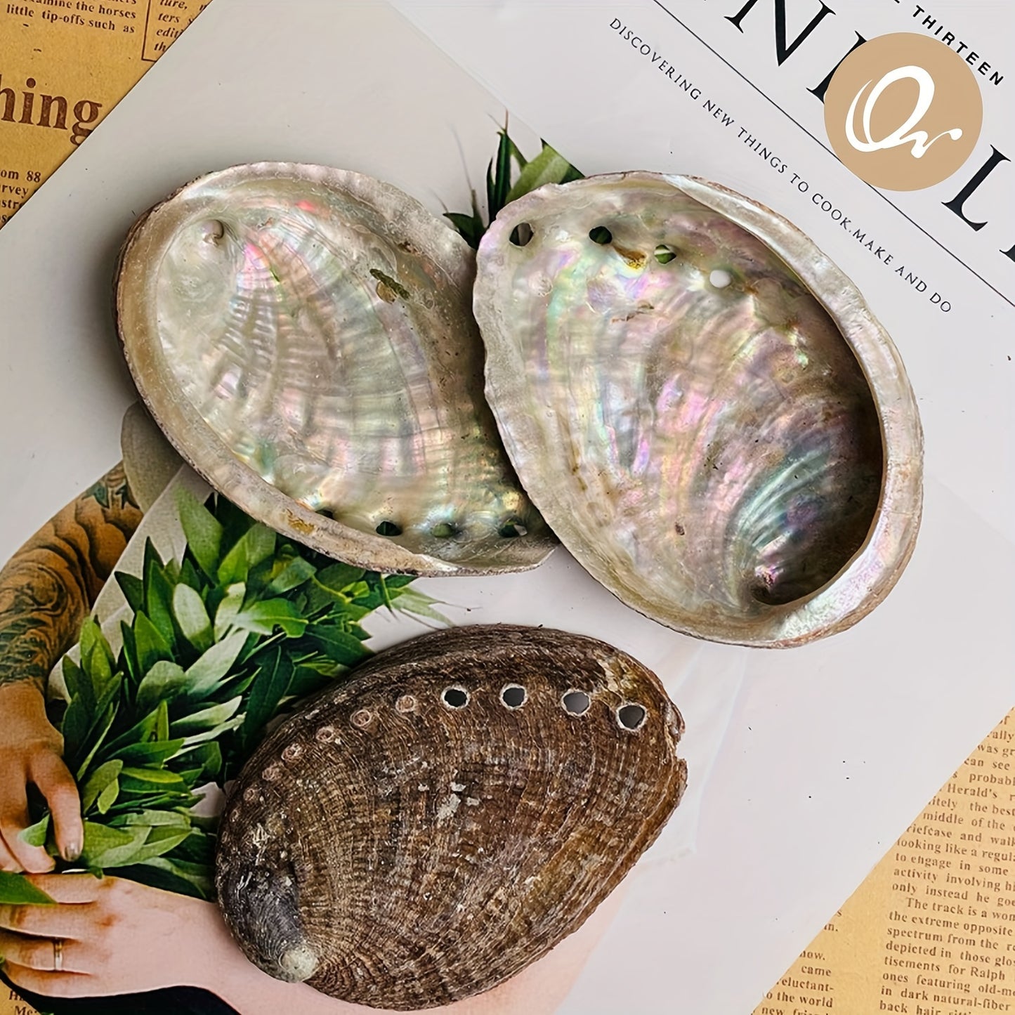 Schelpen voor het branden van kruiden, wierook of salie